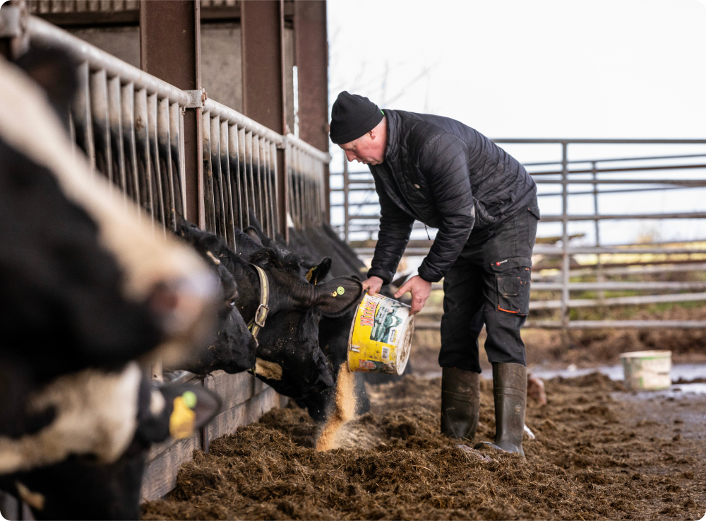 Cow owner is giving foods to his cows