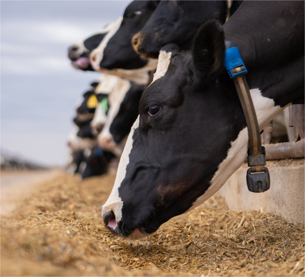 Image of cows with SenseHub tags on their neck